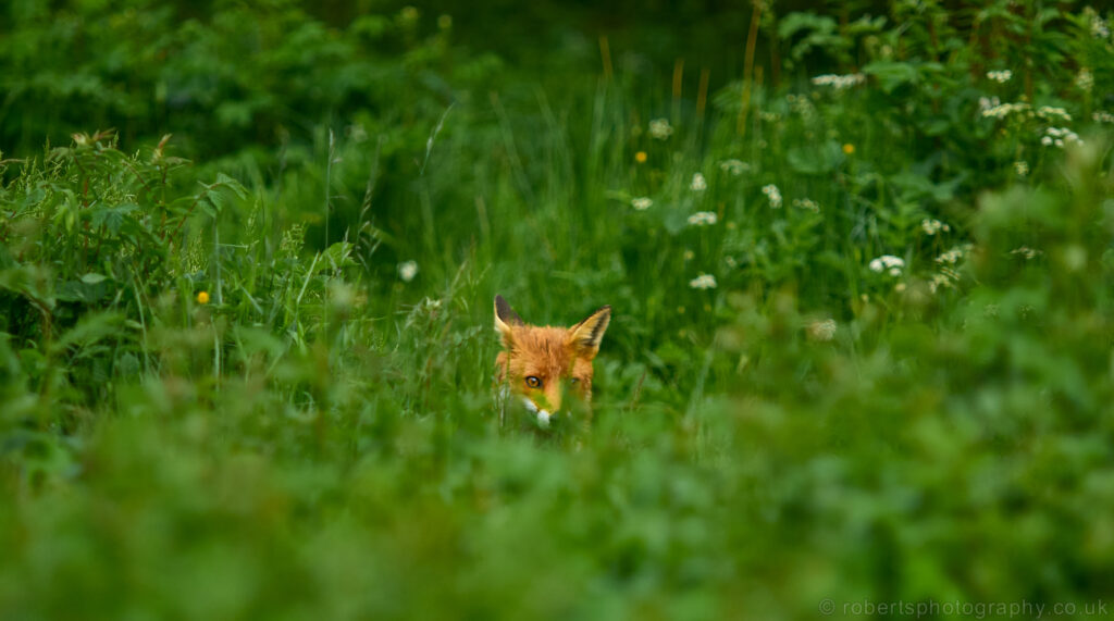 A Vixen Fox is pictured hunting