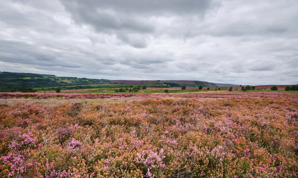 North York Moors National Park. North York Moors National Park
