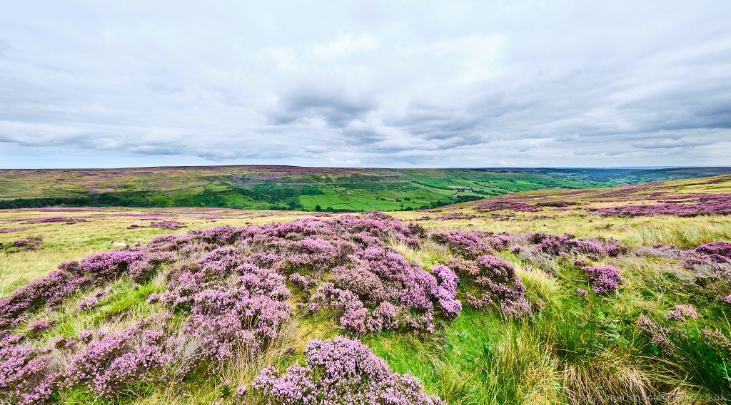 View over the valley of Farndale from Blakey Ridge, North Yorks Moors National Park. View over the valley of Farndale from Blakey Ridge, North York Moors National Park.